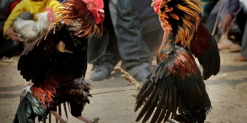 Ghi nhớ kiến thức để chơi chọi kê cựa sắt