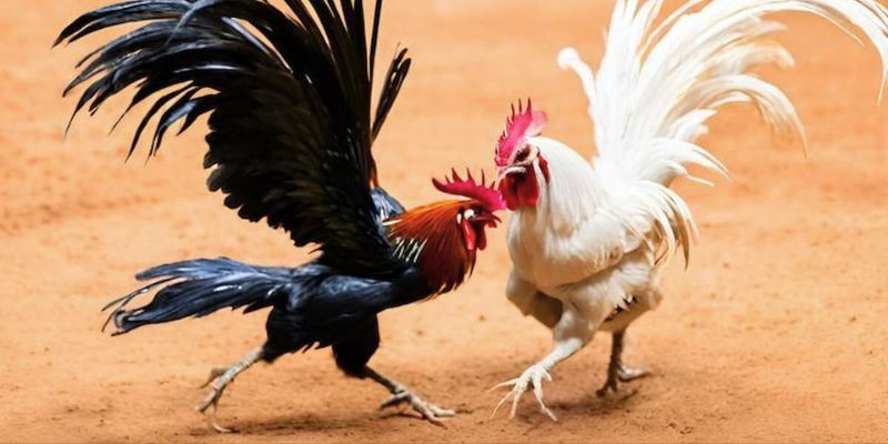 Lựa chọn gà chiến khỏe mạnh và có thành tích cao