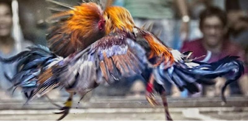 Mẹo huấn luyện đá gà cựa sắt hiệu quả