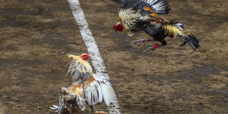 Những loại hình đấu gà thu hút sự chú ý nhiều người