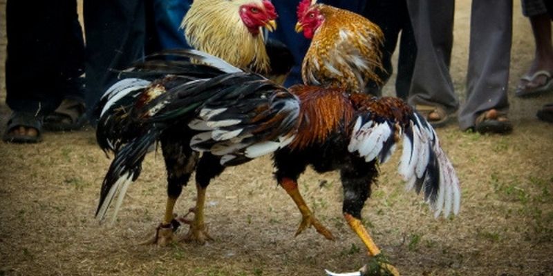 Quy định cơ bản khi tham gia chọi kê